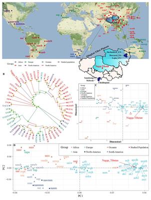 Combined Low-/High-Density Modern and Ancient Genome-Wide Data Document Genomic Admixture History of High-Altitude East Asians